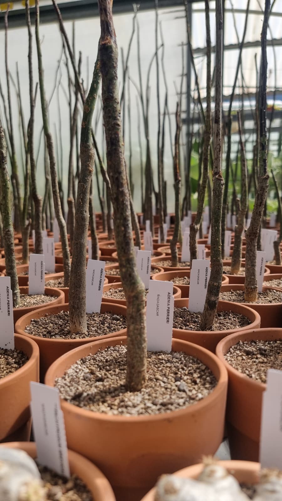 Adenia perrieri nella serra