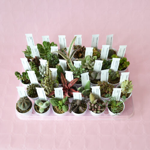 Set 30 piante succulente assortite Ø 5,5 cm