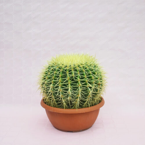 Echinocactus grusonii vaso Ø 25 cm