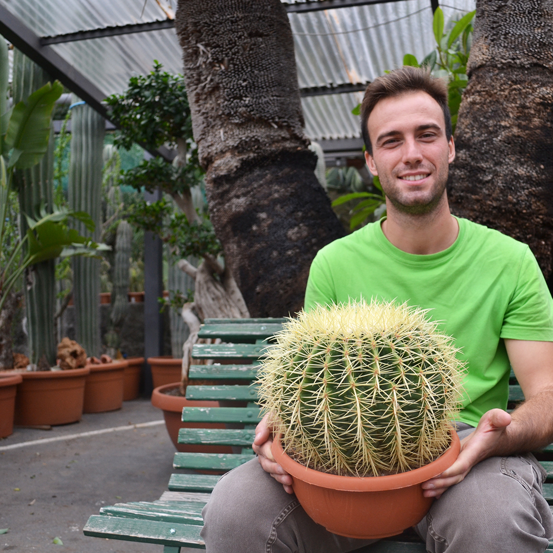 Echinocactus grusonii vaso  25 | Boutique Cactusmania
