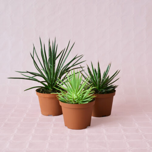 Agave mix 3 piante in vaso Ø 10,5 cm