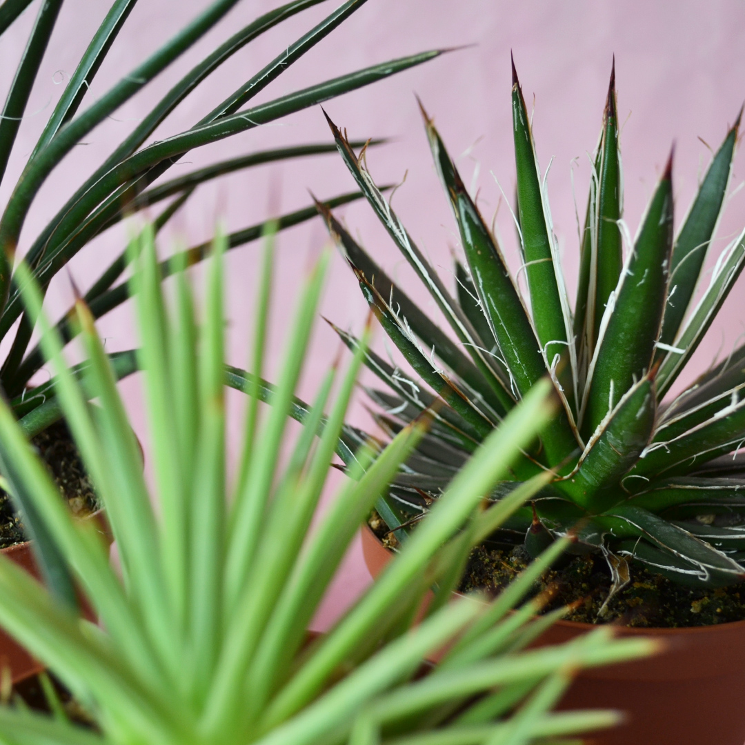 Collezione Agave 3 piante diam 10,5
