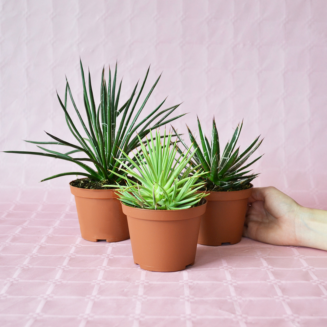 Collezione Agave 3 piante diam 10,5