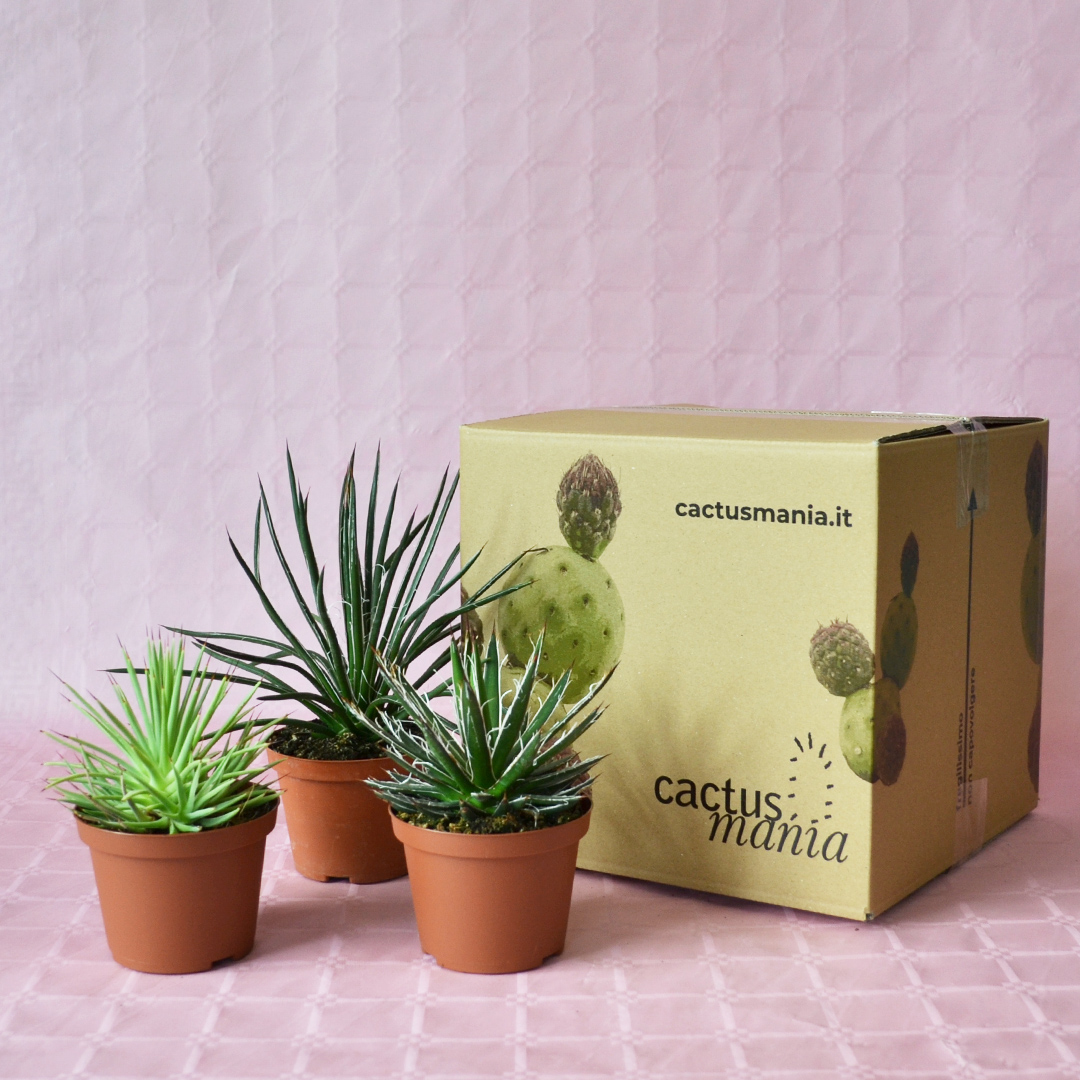 Collezione Agave 3 piante diam 10,5