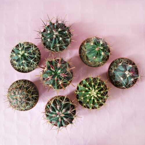 Set 8 Ferocactus assortiti Ø 10,5 cm