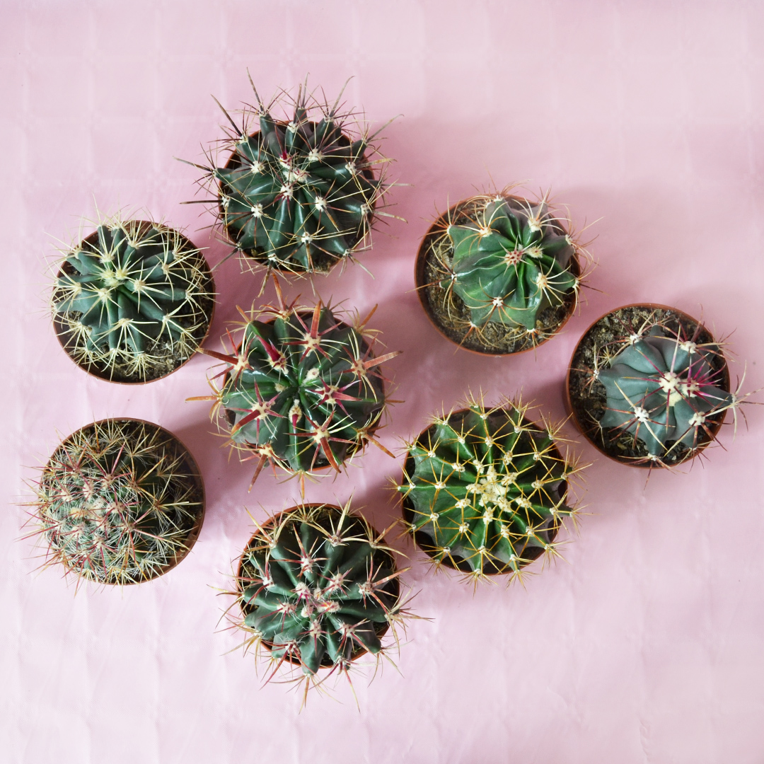 Set 8 Ferocactus assortiti Ø 10,5 cm