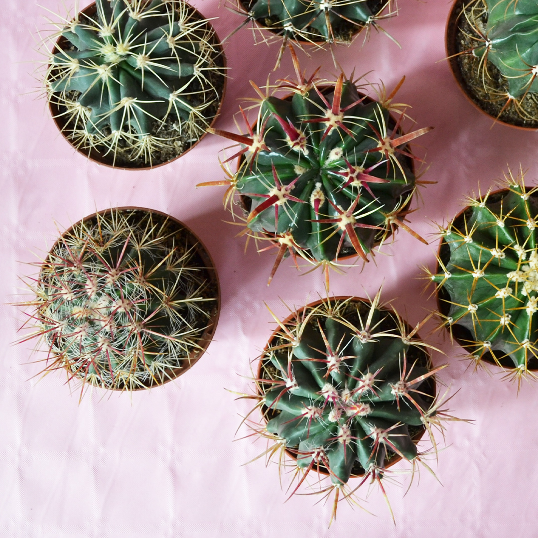 Collezione Ferocactus 8 piante diam 10,5