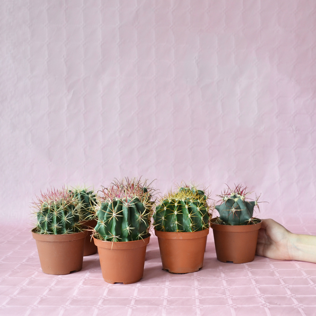 Collezione Ferocactus 8 piante diam 10,5