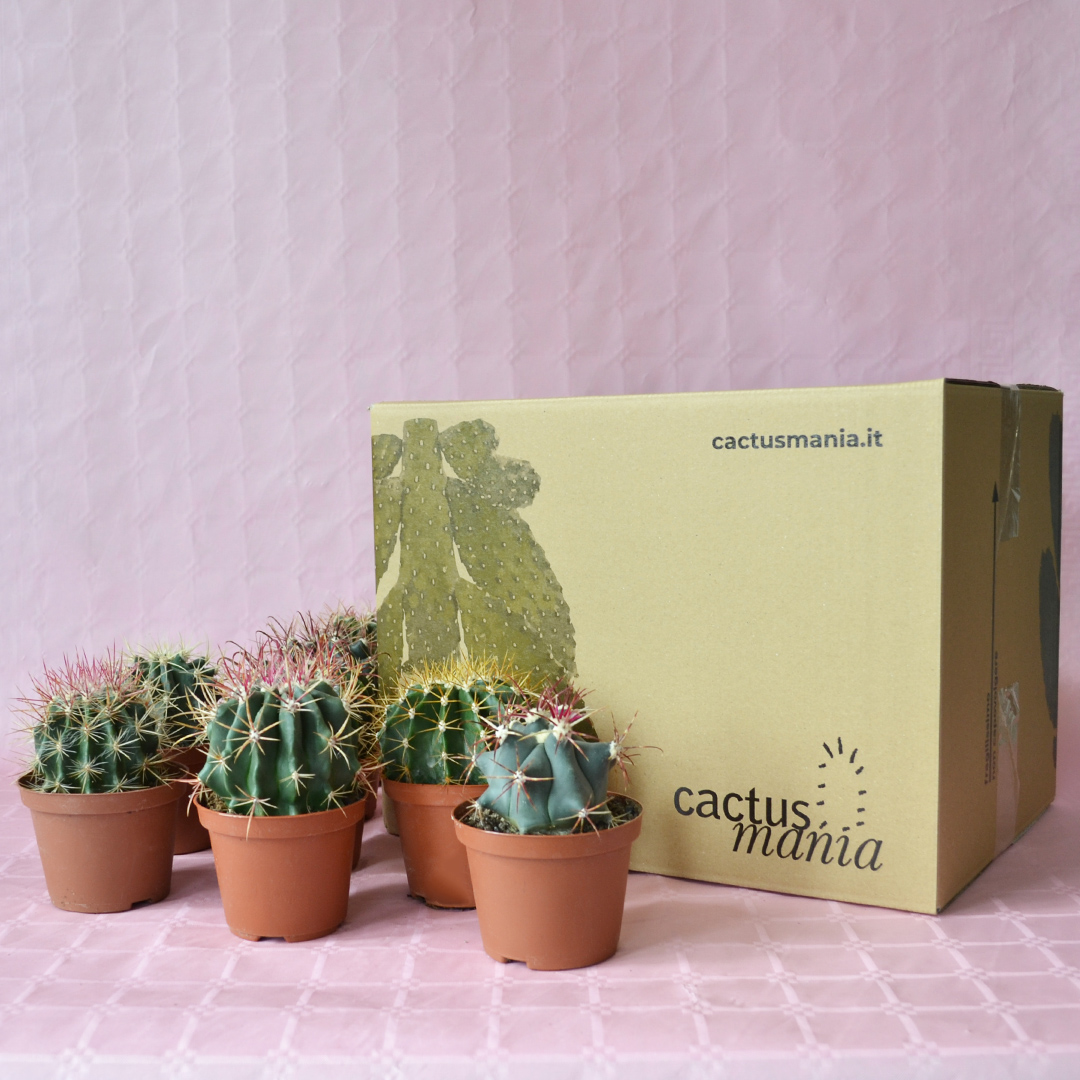 Collezione Ferocactus 8 piante diam 10,5