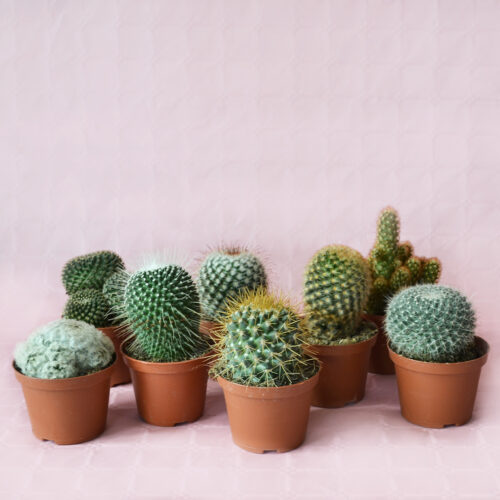 Mammillaria 8 piante assortite Ø 10,5 cm