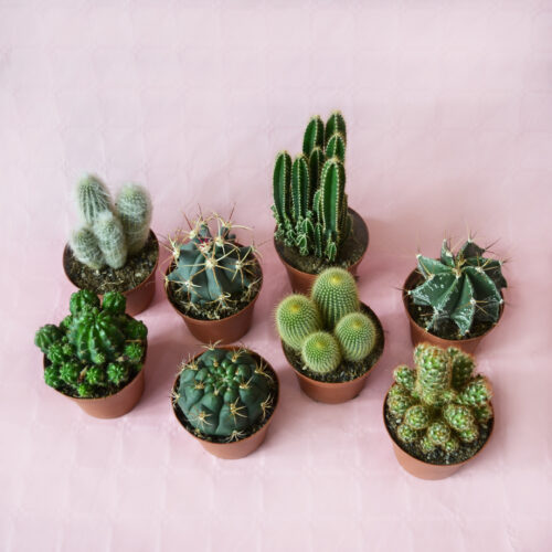 Set di 8 cactus assortiti Ø 10,5 cm