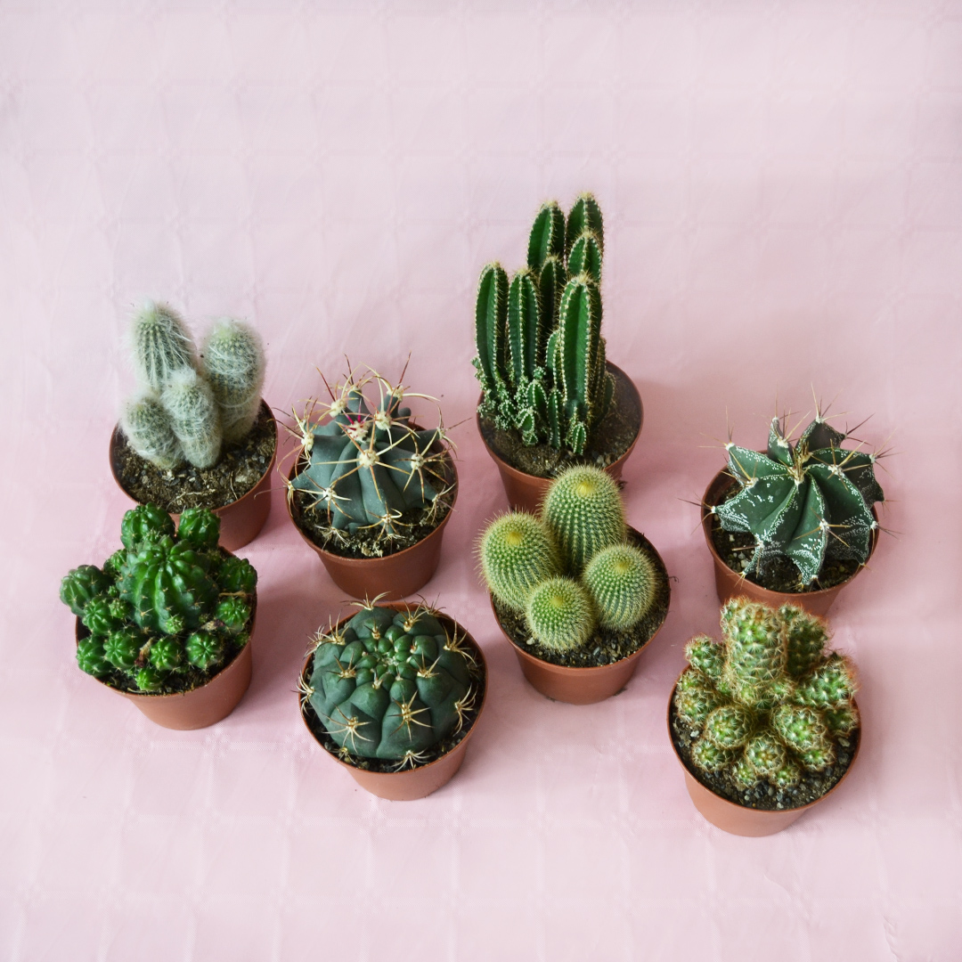 Set di 8 cactus assortiti Ø 10,5 cm