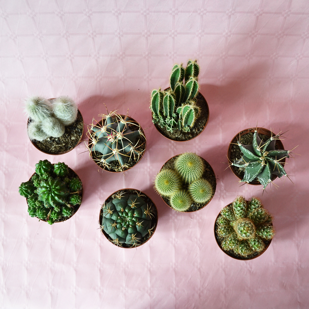 Collezione cactus 8 piante diam 10,5