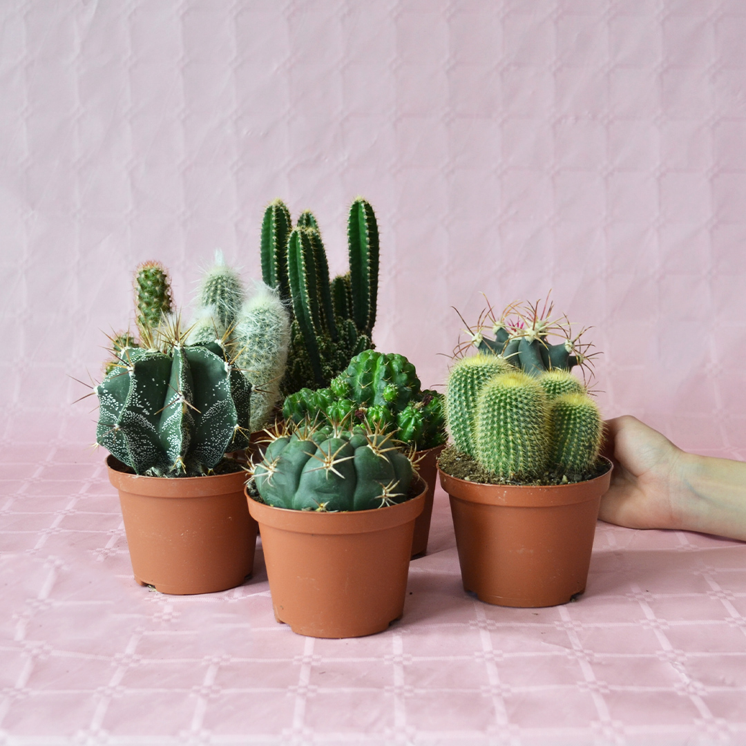 Collezione cactus 8 piante diam 10,5