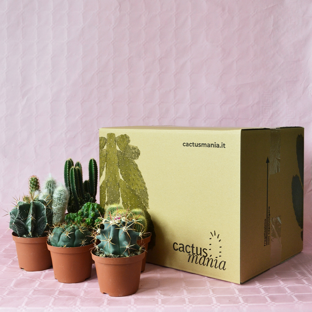 Collezione cactus 8 piante diam 10,5