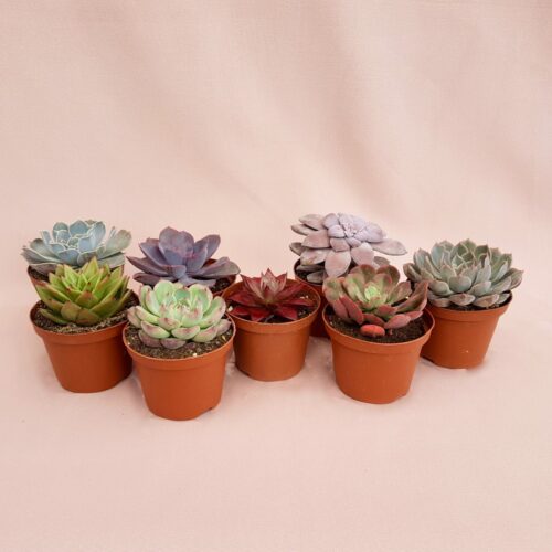 Set 8 piante Echeveria Ø 10,5 cm