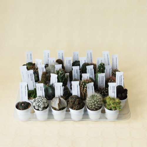 Mix di 30 cactus assortiti Ø 5,5 cm
