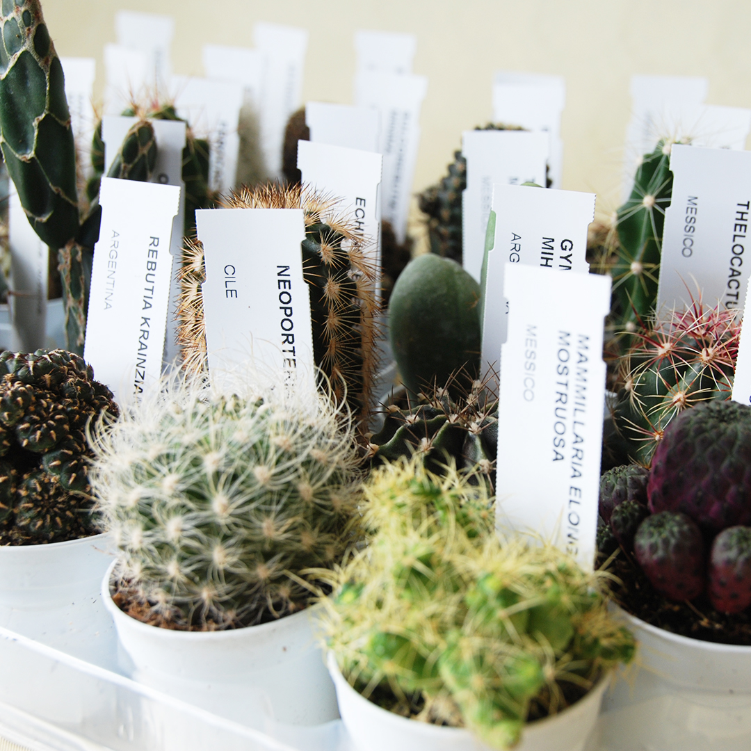 Collezione cactus 30 piante vaso Ø 5,5