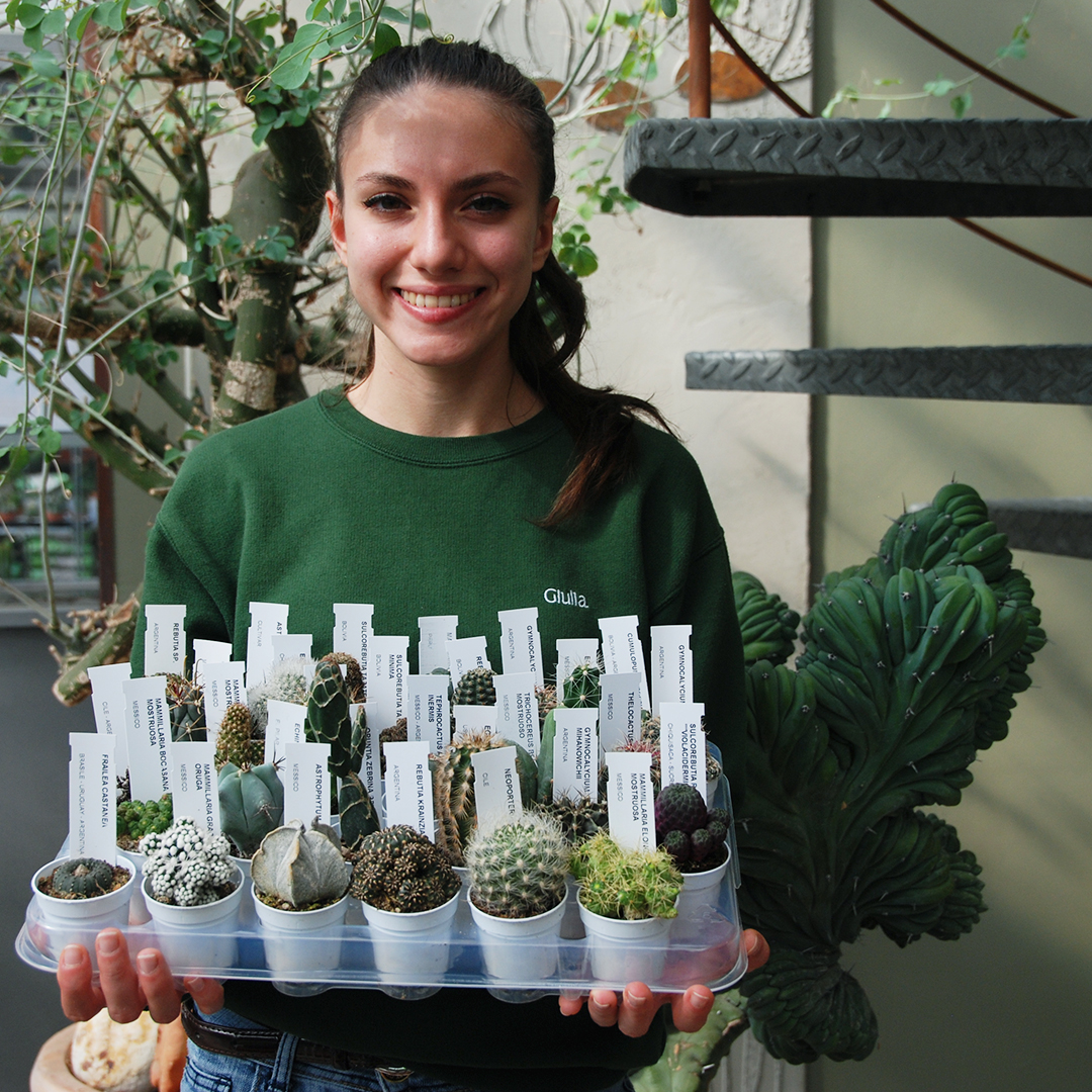 Collezione cactus 30 piante vaso Ø 5,5