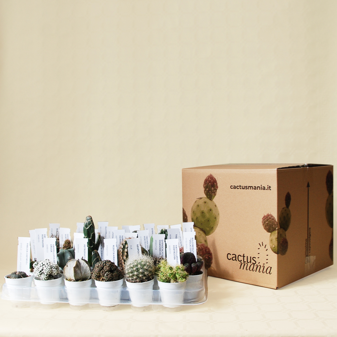 Collezione cactus 30 piante vaso Ø 5,5