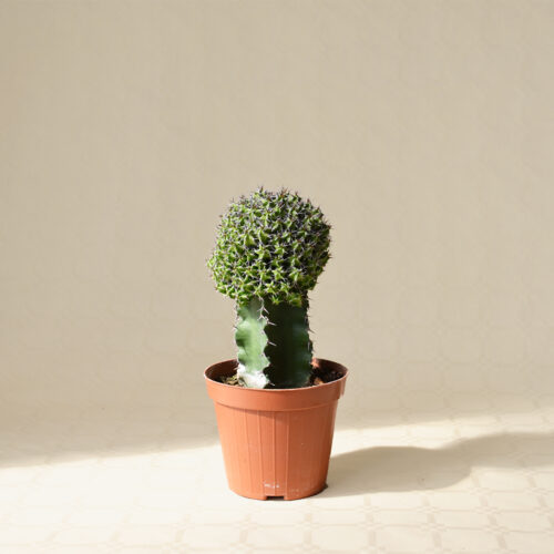 Euphorbia mitriformis innesto vaso Ø 12