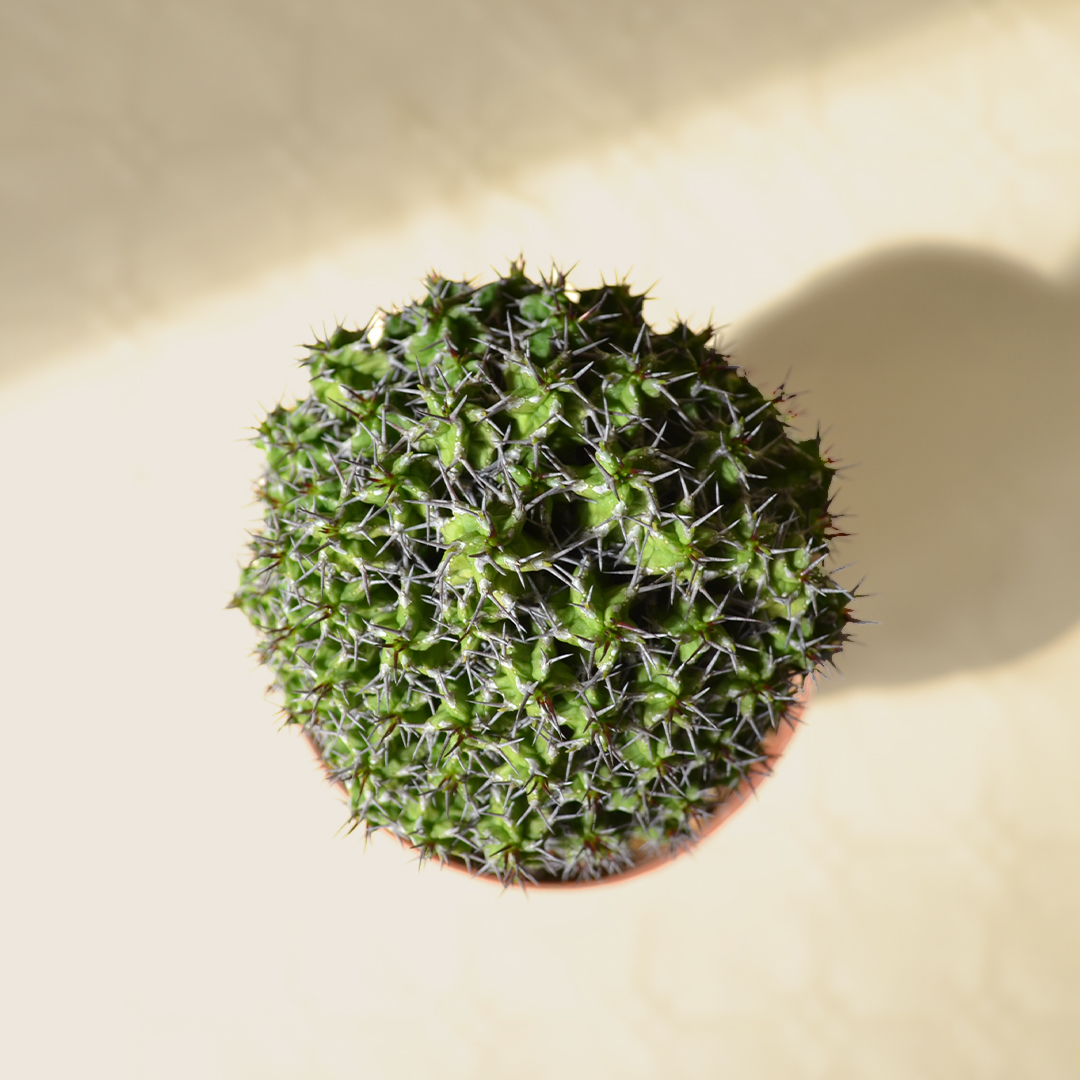 Euphorbia mitriformis innesto vaso Ø 12