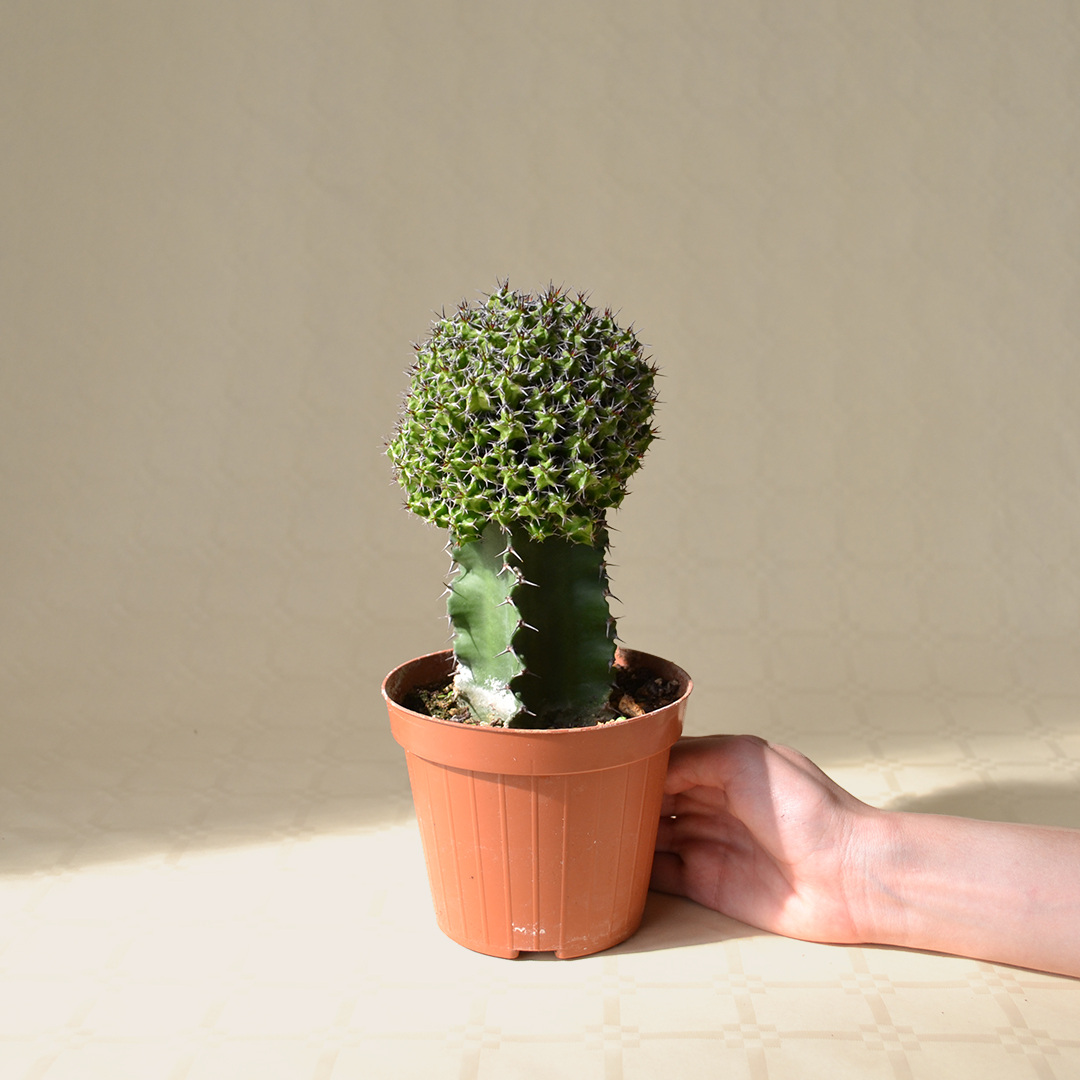 Euphorbia mitriformis innesto vaso Ø 12