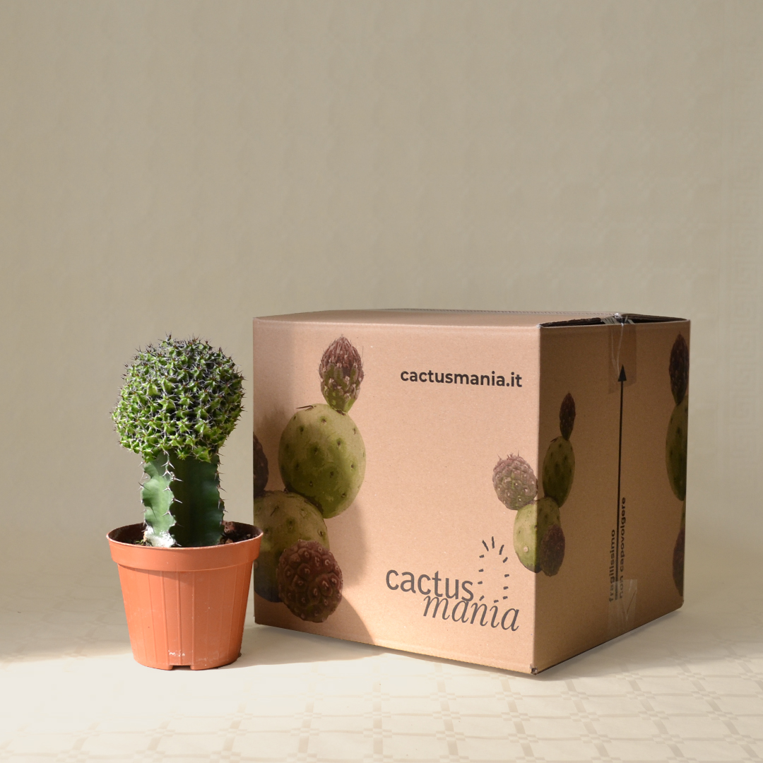 Euphorbia mitriformis innesto vaso Ø 12