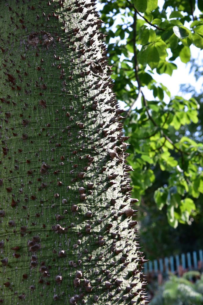 Ceiba speciosa, in passato nota come Chorisia speciosa