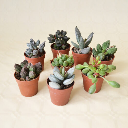 Set Adromischus 8 piante Ø 5,5 cm