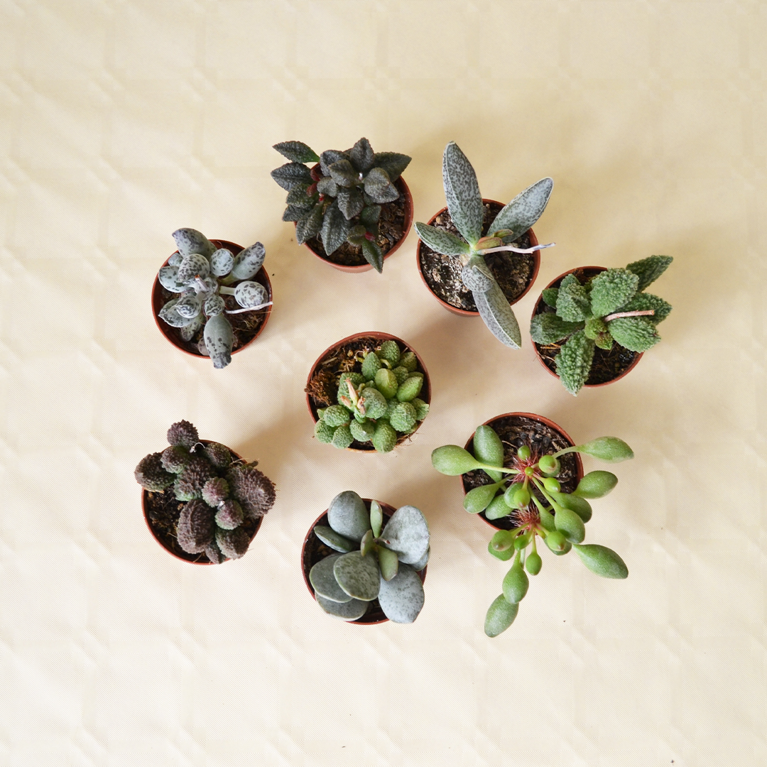 Collezione Adromischus 8 piante 5,5