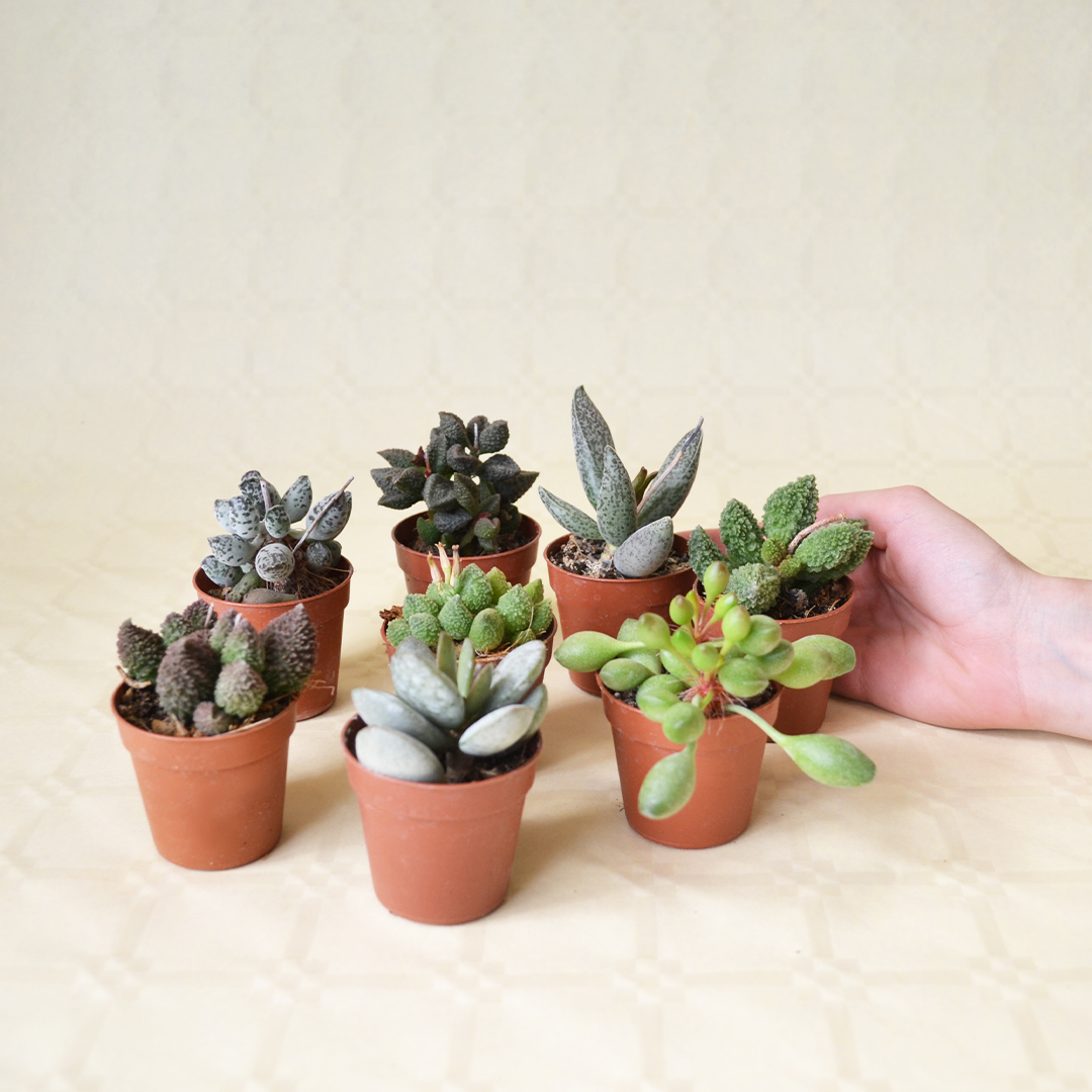 Collezione Adromischus 8 piante 5,5