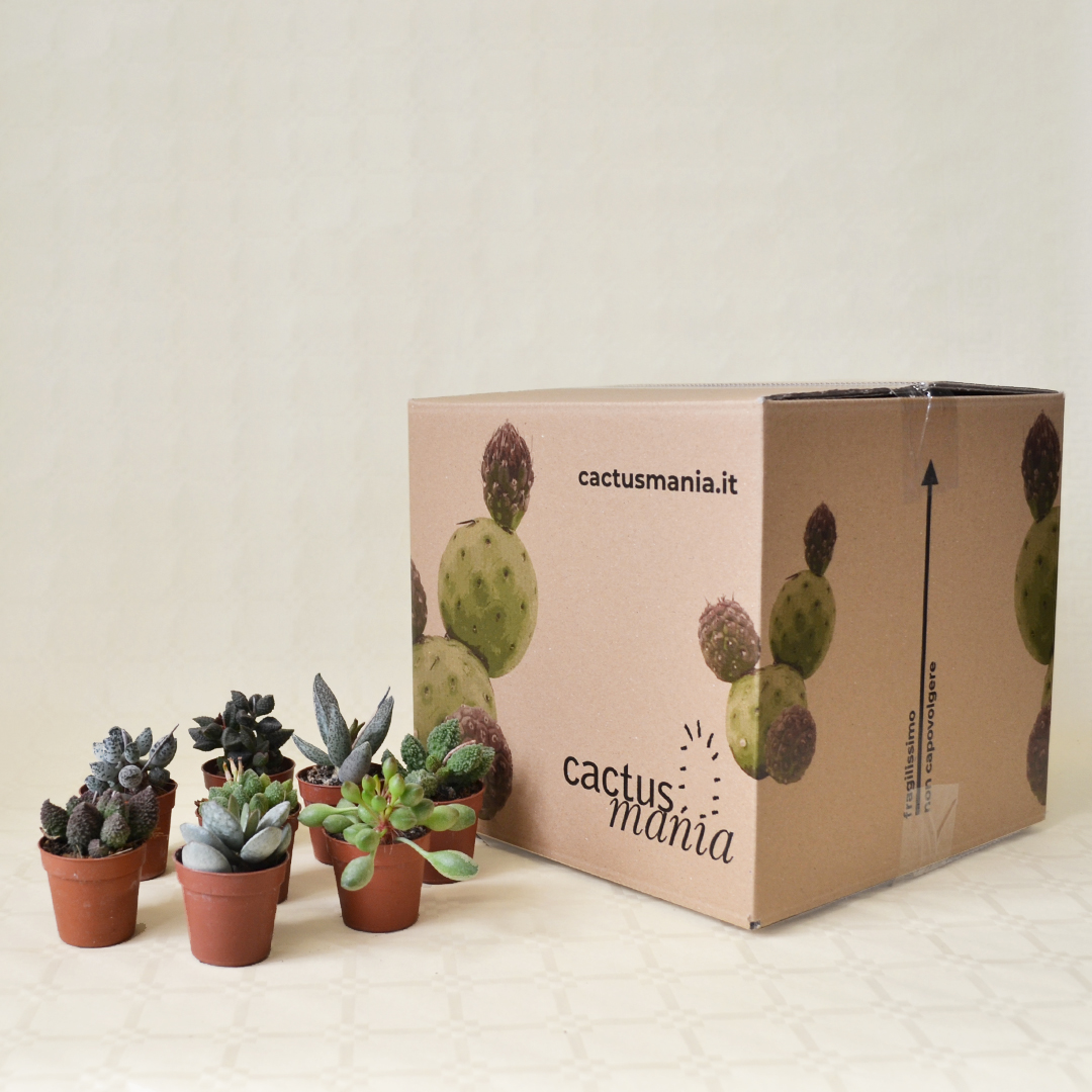 Collezione Adromischus 8 piante 5,5