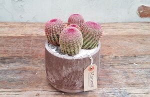 Echinocereus rigidissimus rubrispinus in Choco Manera