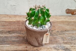 Ferocactus horridus brevispinus in Choco Manera