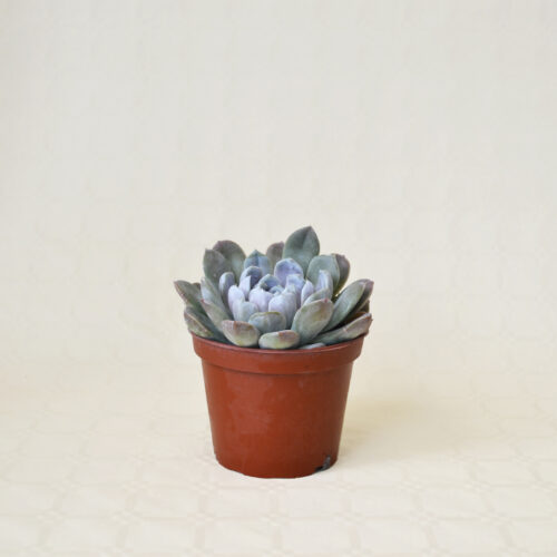 Echeveria Snow Bunny vaso 13
