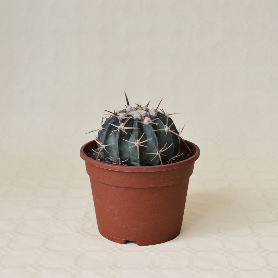 Echinocactus texensis (Homalocephala texensis) vaso 16