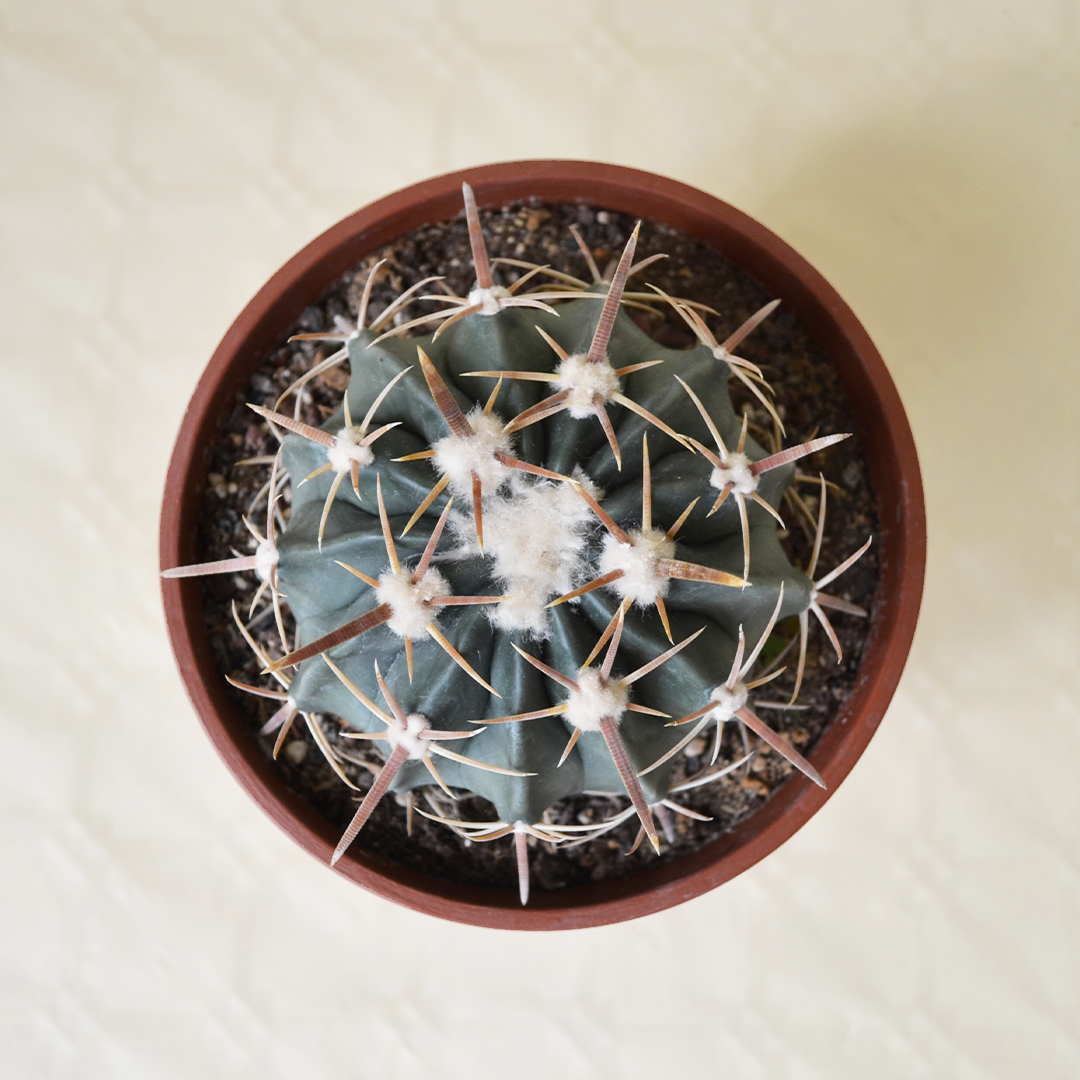 Echinocactus texensis (Homalocephala texensis) vaso 16