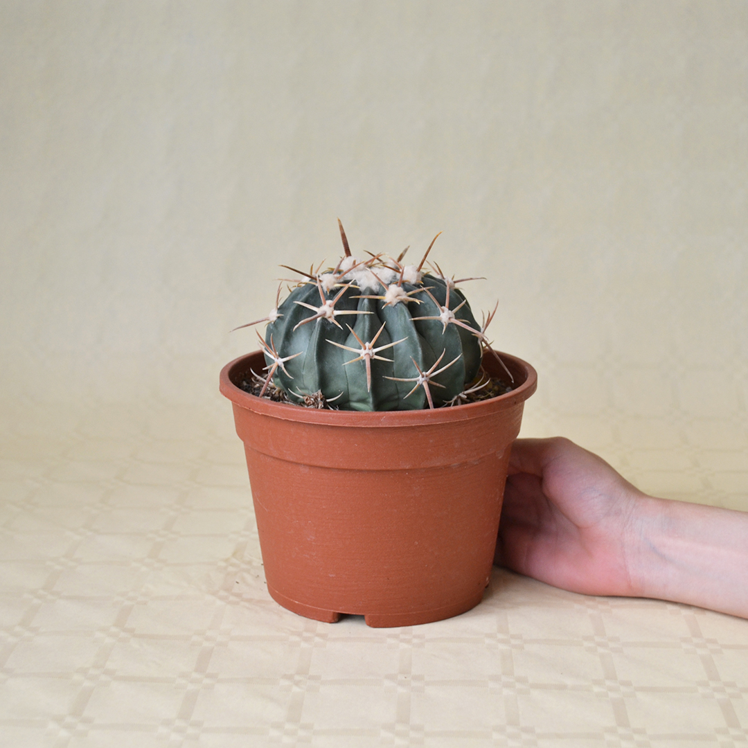 Echinocactus texensis (Homalocephala texensis) vaso 16