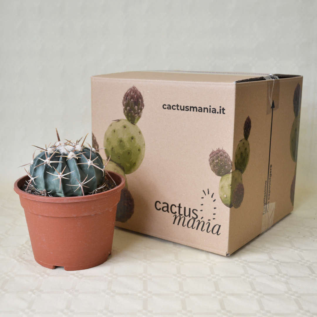 Echinocactus texensis (Homalocephala texensis) vaso 16
