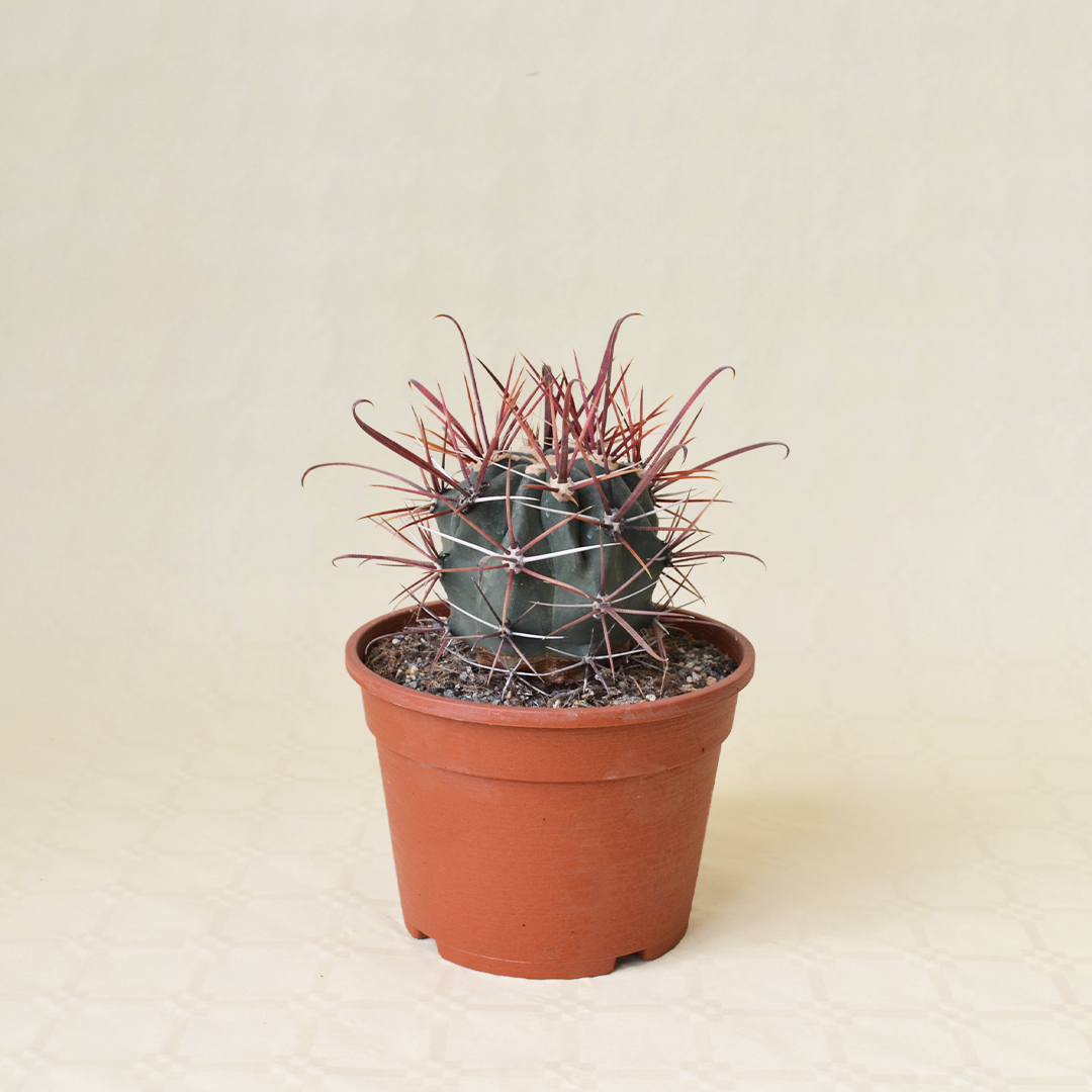 Ferocactus gracilis vaso 16