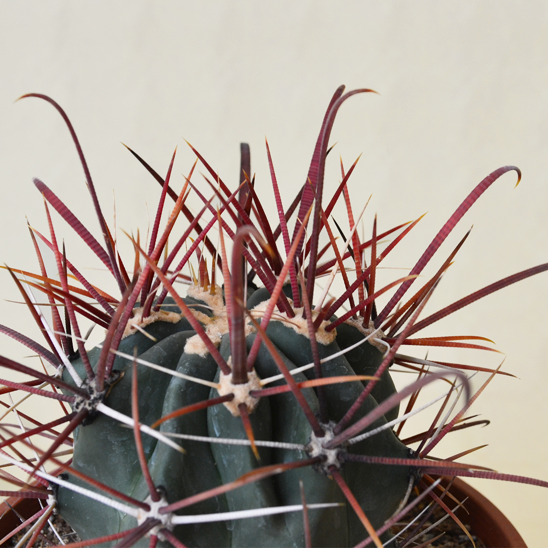 Ferocactus gracilis vaso Ø 16 - immagine 2