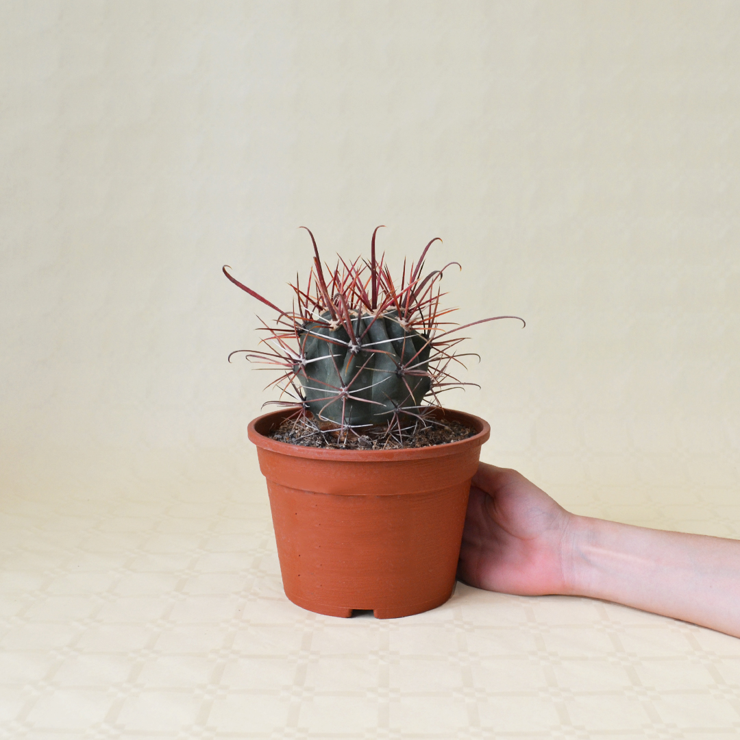 Ferocactus gracilis vaso Ø 16 - immagine 3
