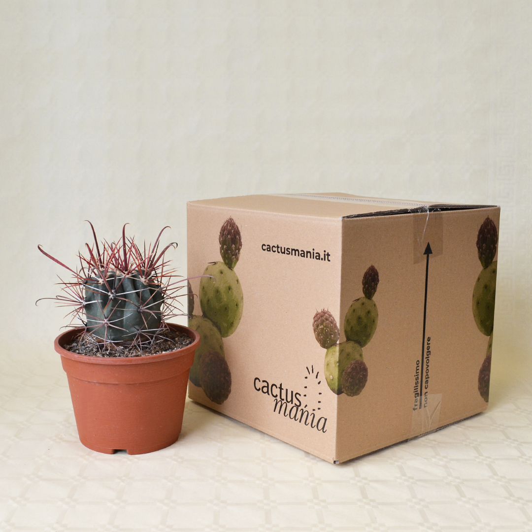Ferocactus gracilis vaso Ø 16 - immagine 4