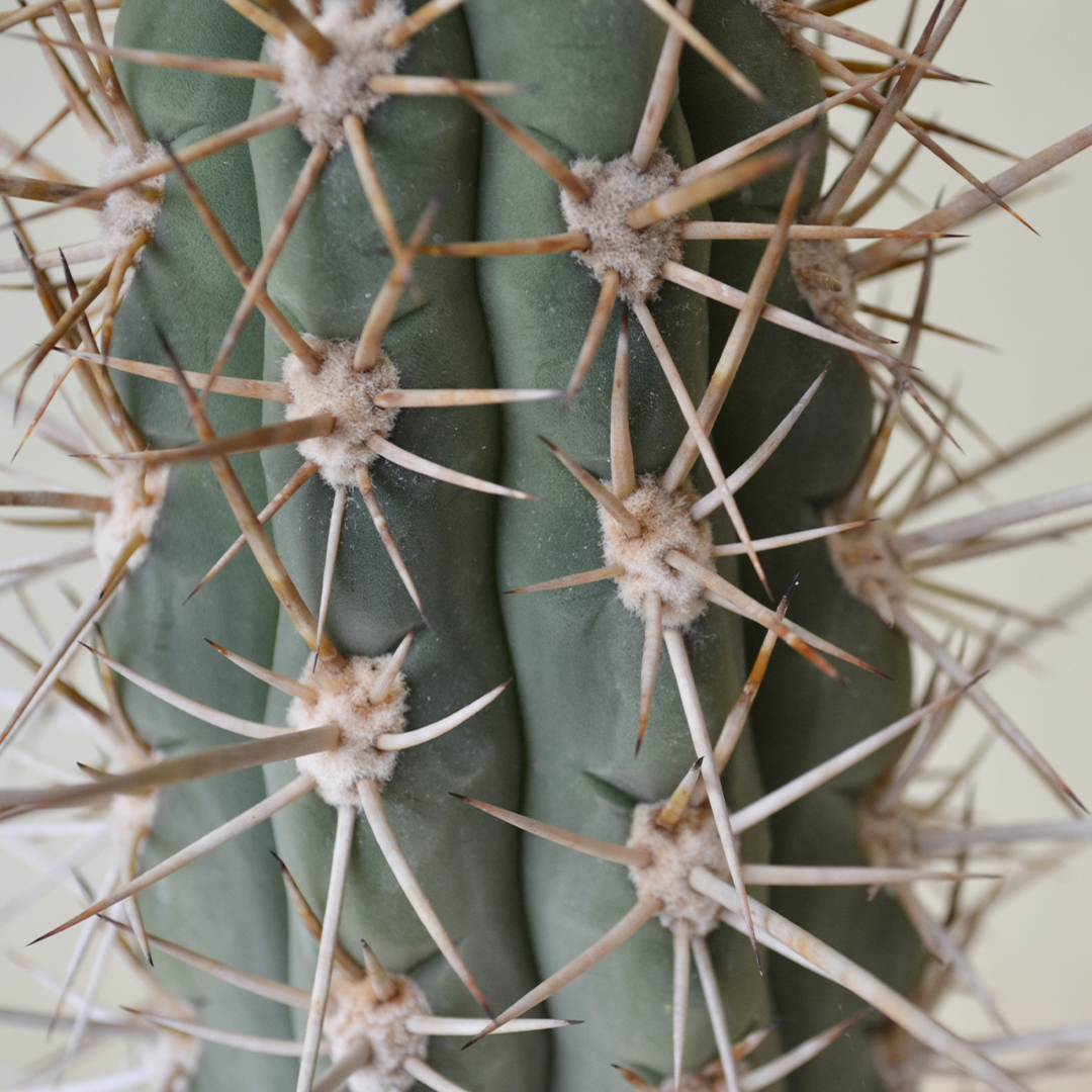 Trichocereus chiloensis vaso Ø 16 - immagine 2