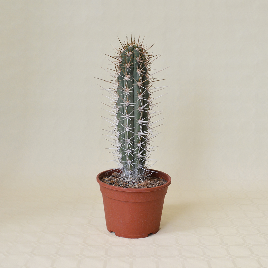 Trichocereus chiloensis vaso16