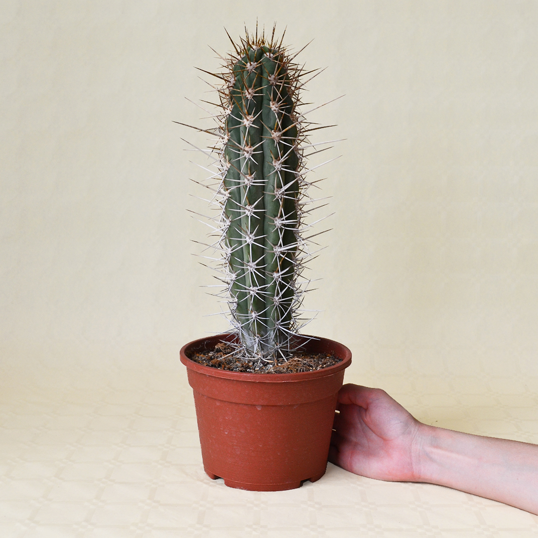 Trichocereus chiloensis vaso Ø 16 - immagine 3
