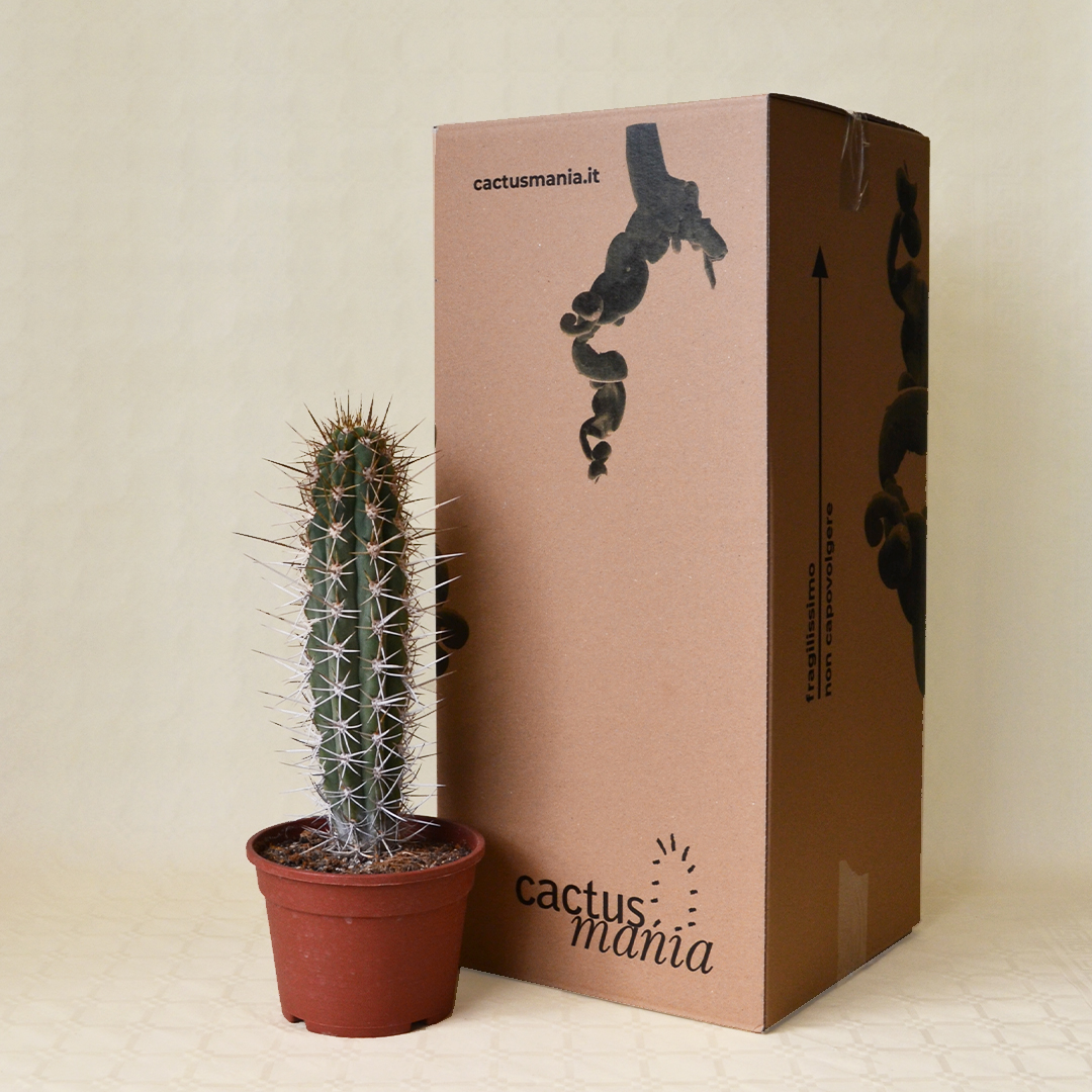 Trichocereus chiloensis vaso Ø 16 - immagine 4