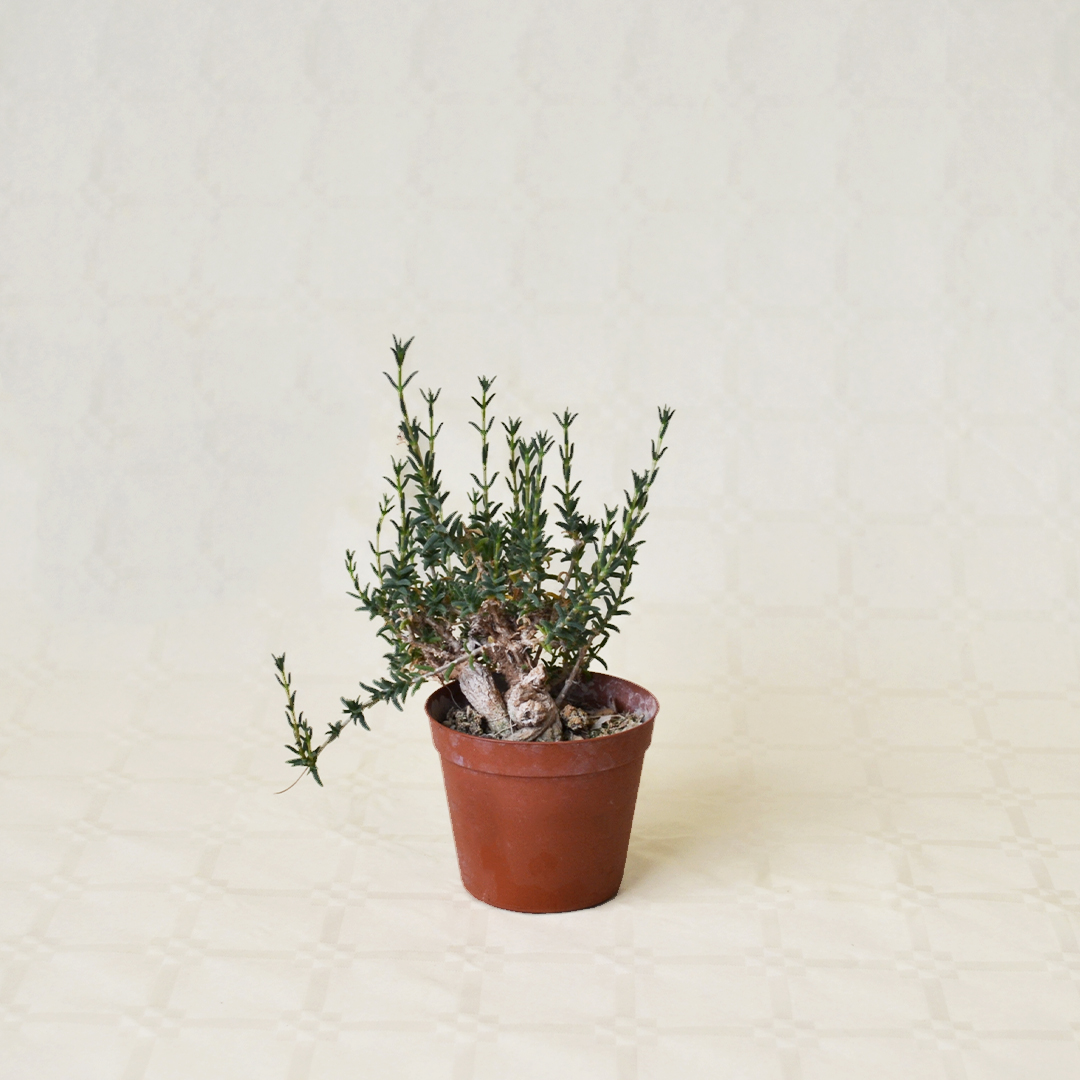 Trichodiadema bulbosum vaso Ø 7,5 | Cactus Mania