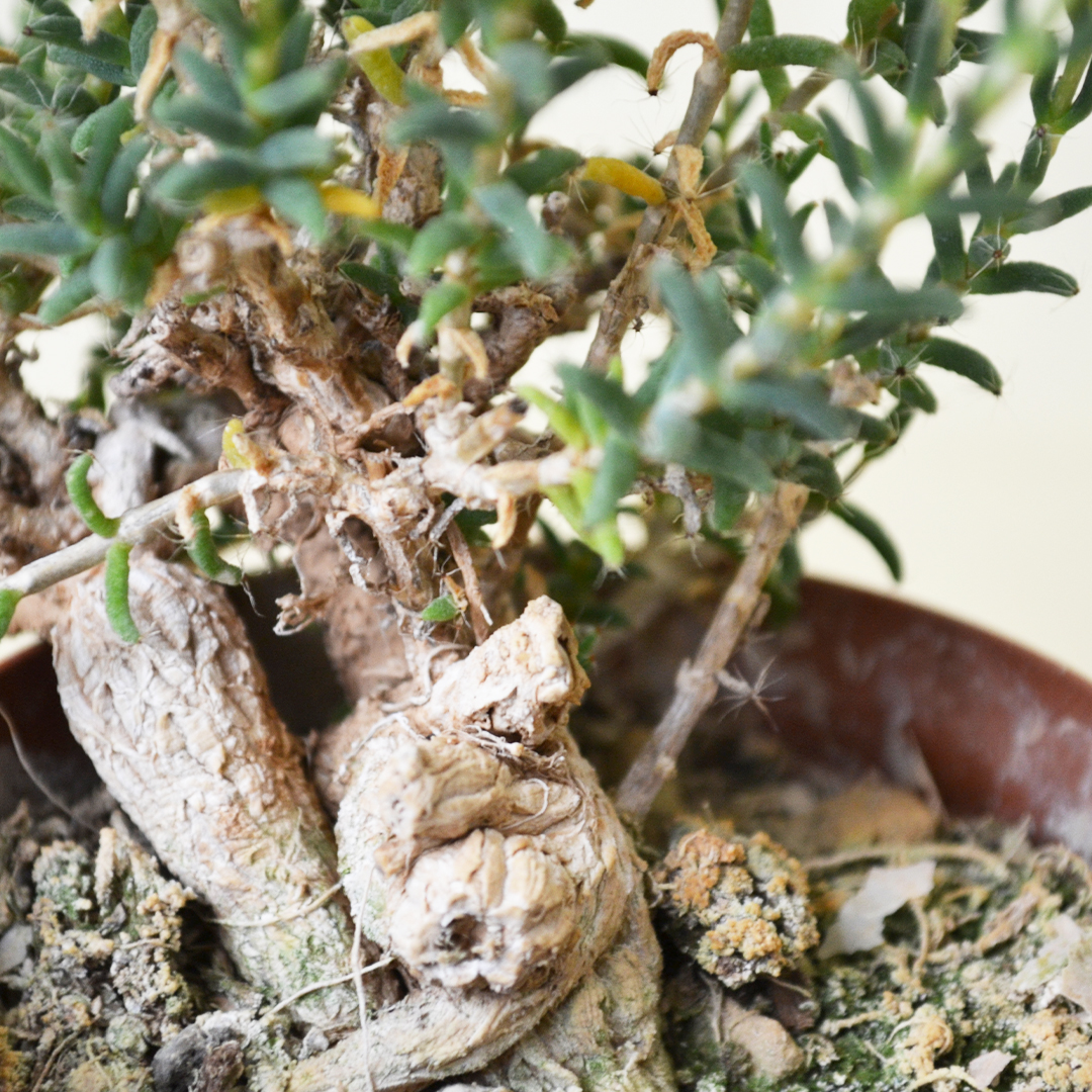 Trichodiadema bulbosum vaso Ø 7,5 | Cactus Mania